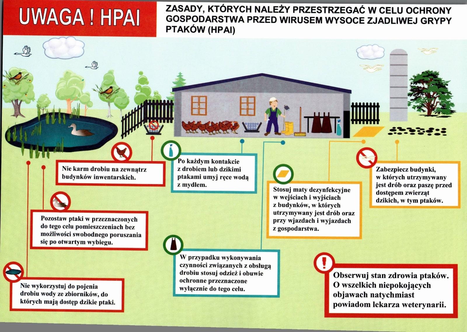 grafika - grypa ptaków zjadliwa