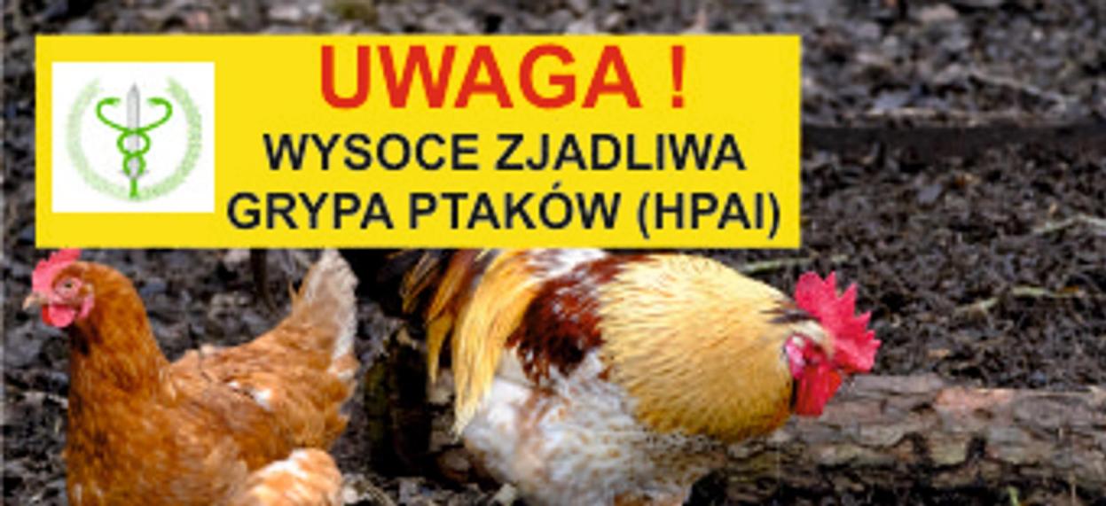 uwaga zjadliwa grypa ptakow