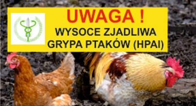 uwaga zjadliwa grypa ptakow