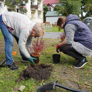 nowe nasadzenia na terenie rewitalizacji